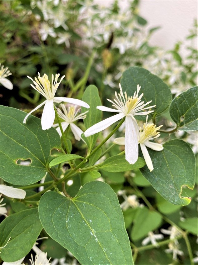 Clematis terniflora DC. センニンソウ（キンポウゲ科） – 植物園だより