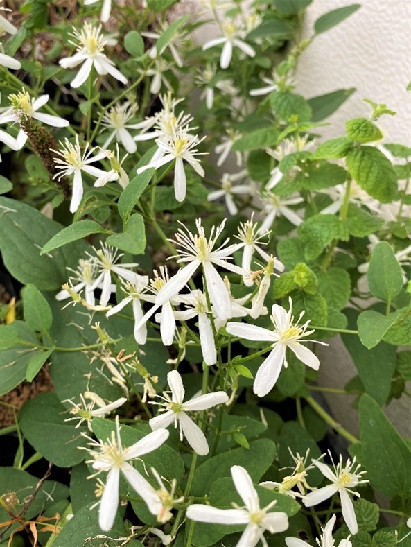 Clematis terniflora DC. センニンソウ（キンポウゲ科） – 植物園だより